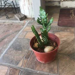 Small Cactus Succulent 