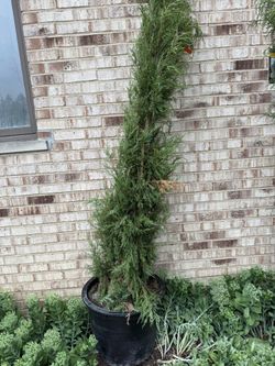 Trees for sale have five of them