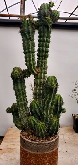 Euphorbia fruticosa
