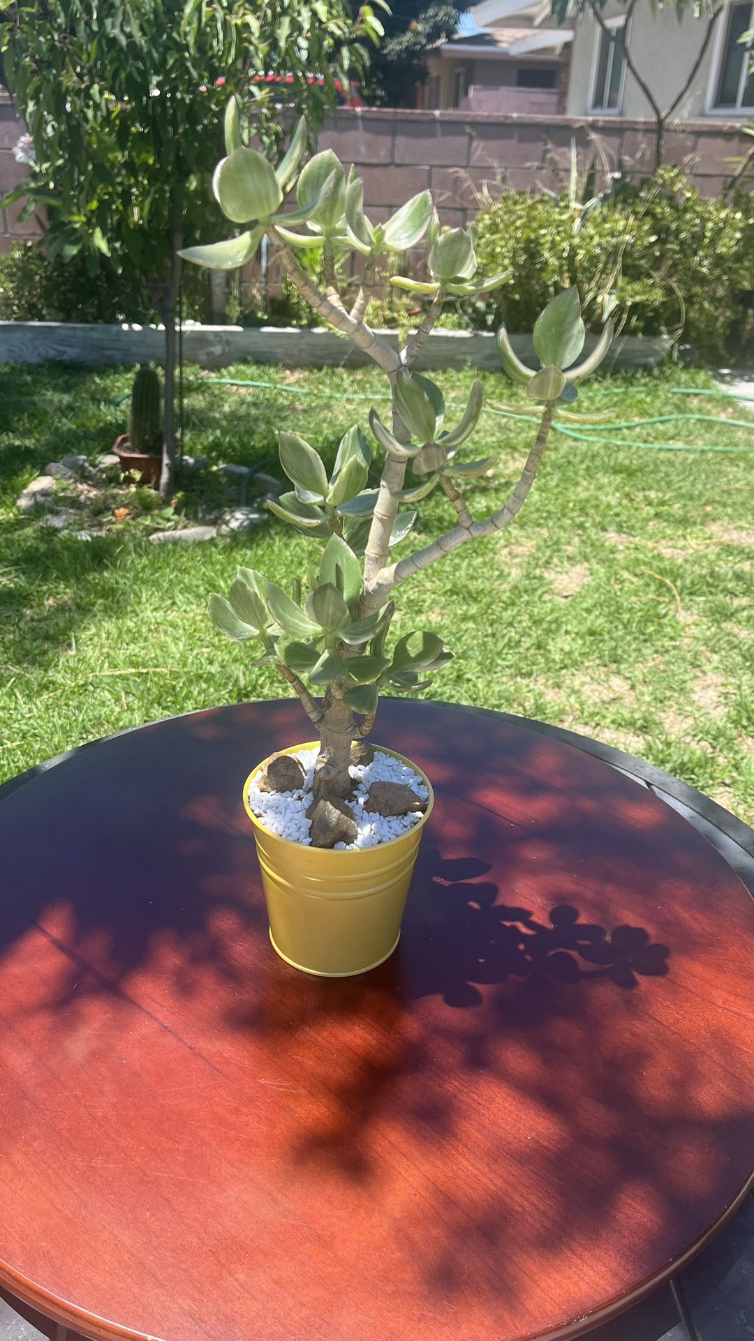 Very Healthy Tricolor Jade In Metal Vase 
