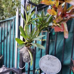 HUGE , Jumbo Tropical Bromeliad , Multi Flowers Hanging Plant Jongalow GARDEN Patio  LIVING WALL PLANT Balcony Outdoor Statement Plant & More