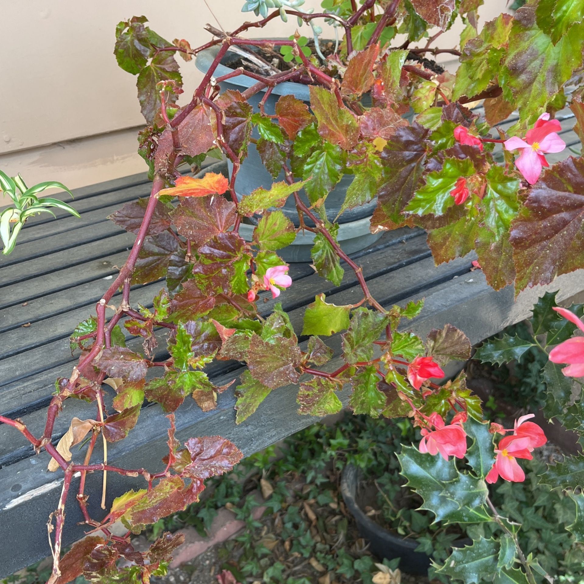 Flowering Plant In A Pot 