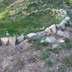 Chicken Santa Barbara Ca