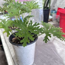Citronella Plant Mosquito Repellent 