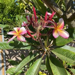 Fresh Plumeria Cuttings