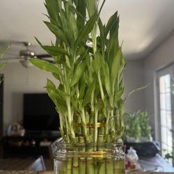 Beautiful  Plant 🌱  Plantas 🌱 