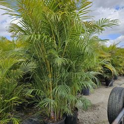 arecas over 7 to.8+ feet tall Instant  Privacy Hedge For Fence 