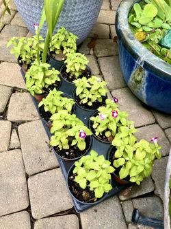 Torenia Plant in cup size container- $3 each