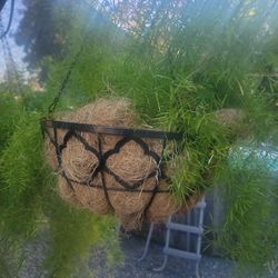 Asparagus Hanging Plant