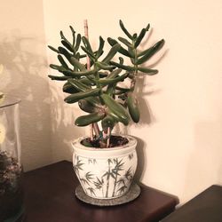 Ogre Ear Jade Plant 