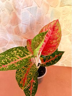 Aglaonema Pink Dalmatian / Karat Family Plant - 5inch