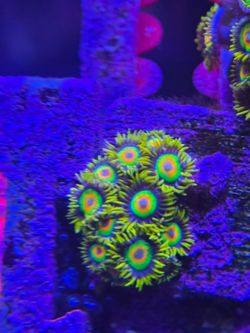 Fake Reef Decorations - Zoanthids