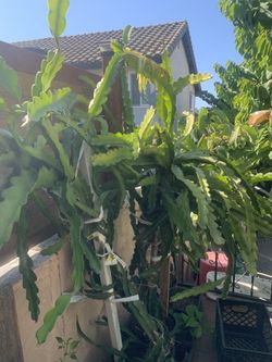 Very large Dragon fruit plants (Red, White), Only $100