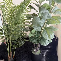 Palm Tree & Umbrella Tree Fig Plants - MUST SELL ASAP! $100 OBO