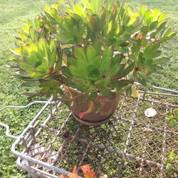 "Ammonium Arboreum," Succulent Plant 