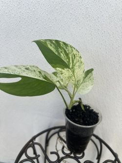 Epipremnum Pinnatum 'marble