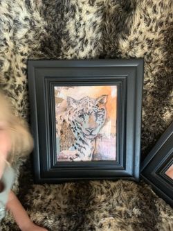 Animal pictures