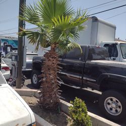 Se Vende Palma