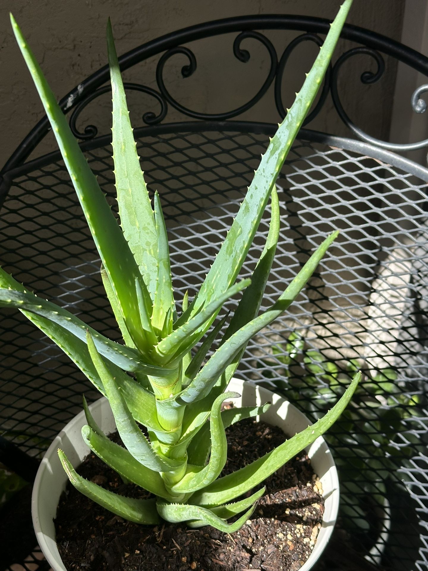 Aloe Vera Plant
