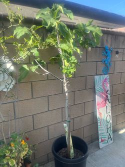 Fig tree