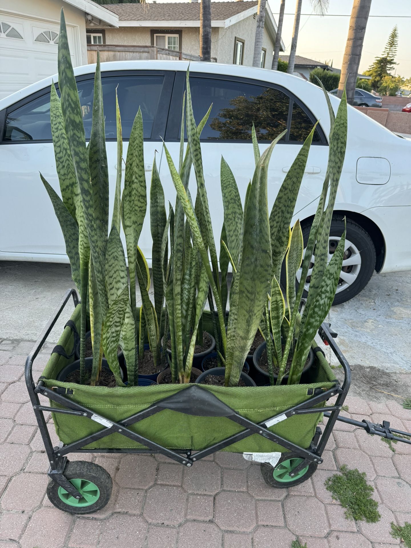 Snake Plant