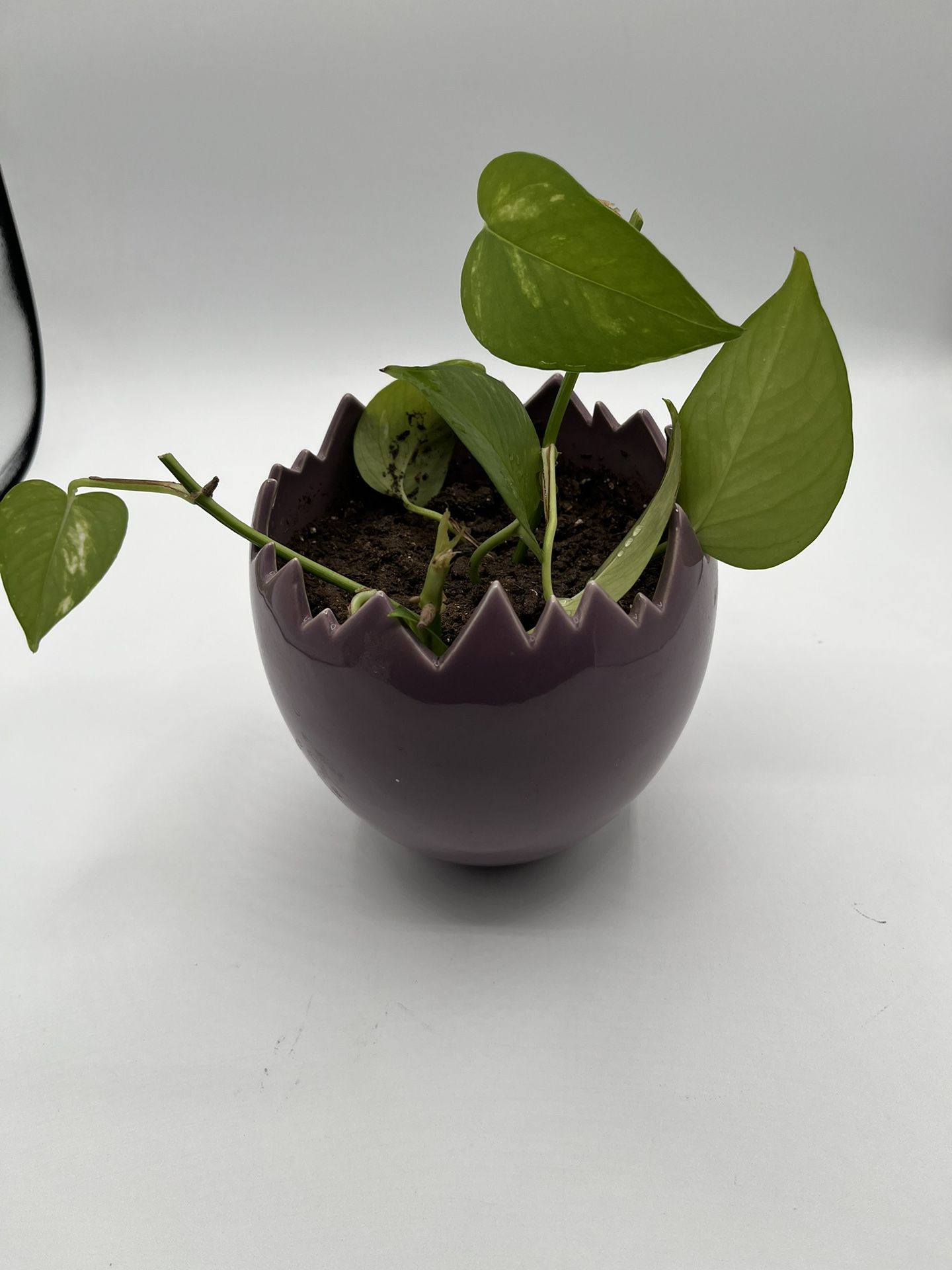 Purple Ceramic Pot With Live Plant