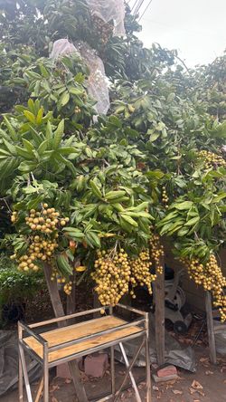 Logan fresh fruit