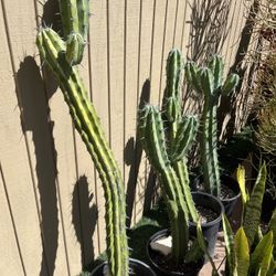 Cactus and Succulents For Sale