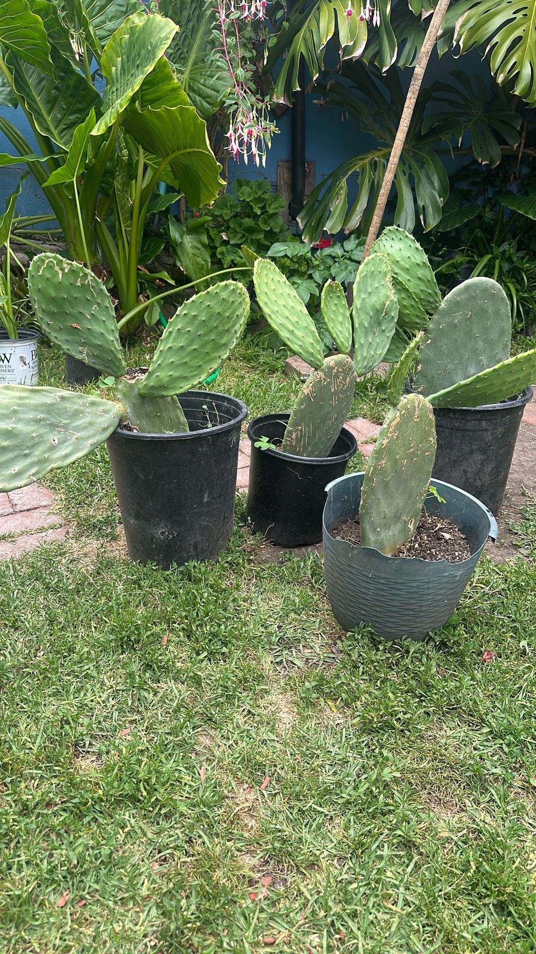 Nopal