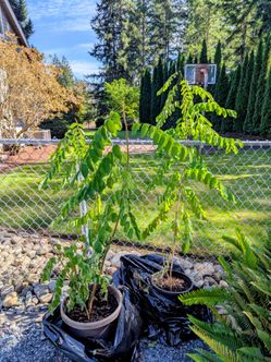 Tree start purple locust