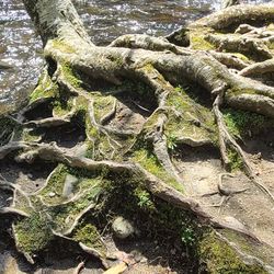 Planted Aquarium Aquascaping Supply Sale