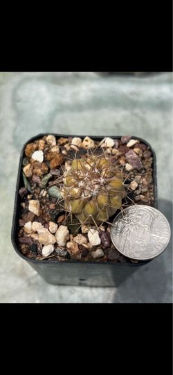 Copiapoa