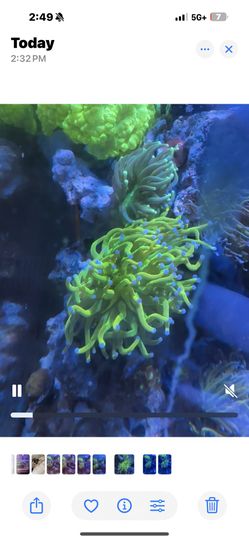 Fake  Decor Holy Grail Torch 