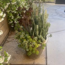 Succulent 