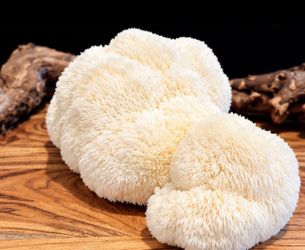 Lions Mane Mushrooms Fresh/Local/Organic