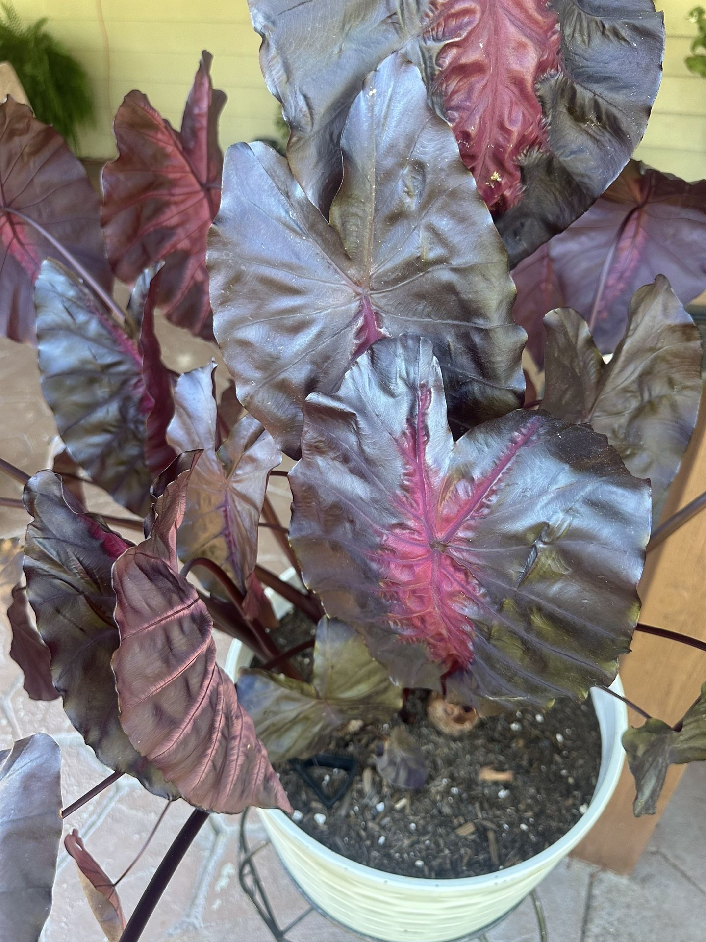 colocasia black royal hawaiian