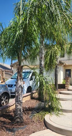 Free Three 3 Queen Palm tree 