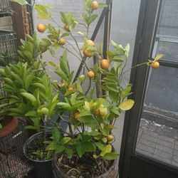 Tangerine Tree Full Of Fruits