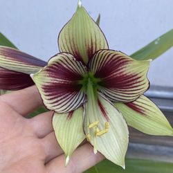 Amaryllis , Azucena, Hippeastrum Blooming Plant , Same On The Post  Pick Up Only  