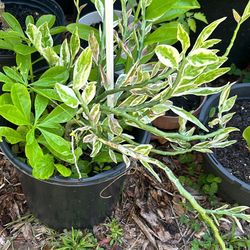 Devil’s Backbone Plant (Pedilanthus tithymaloides)