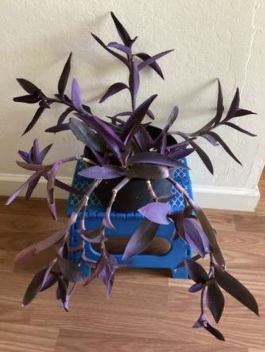 Purple Heart Wandering plants(b)