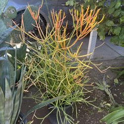 Fire Stick Plant $50