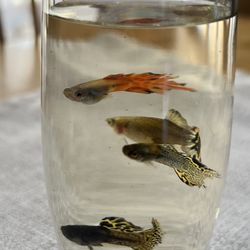 Guppy Glass Figurine Fish Tank Accessories 