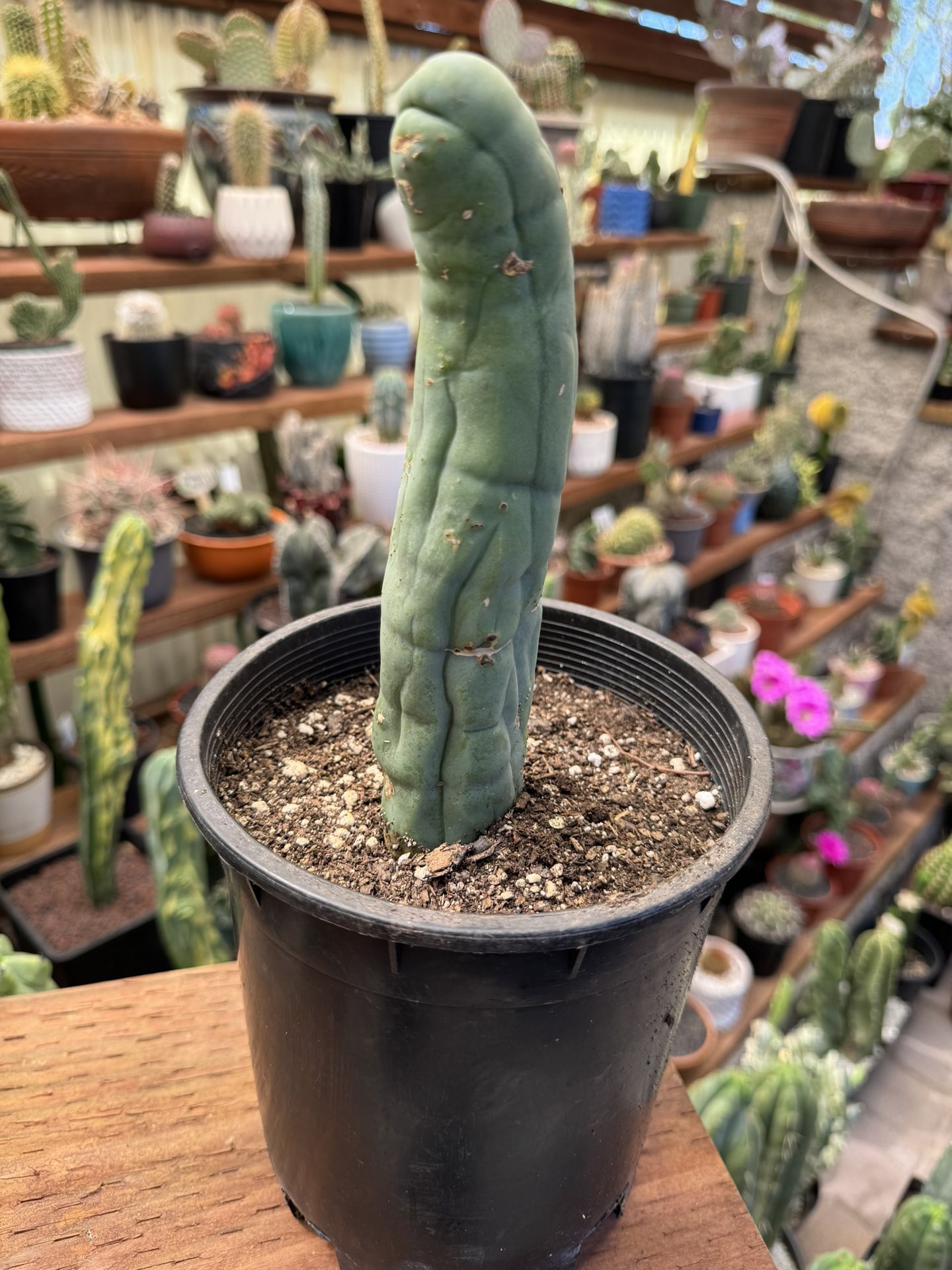 🌵 Pe nis Cactus • Long Form • $60 