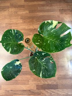 Monstera Thai constellation plant in gallon pot