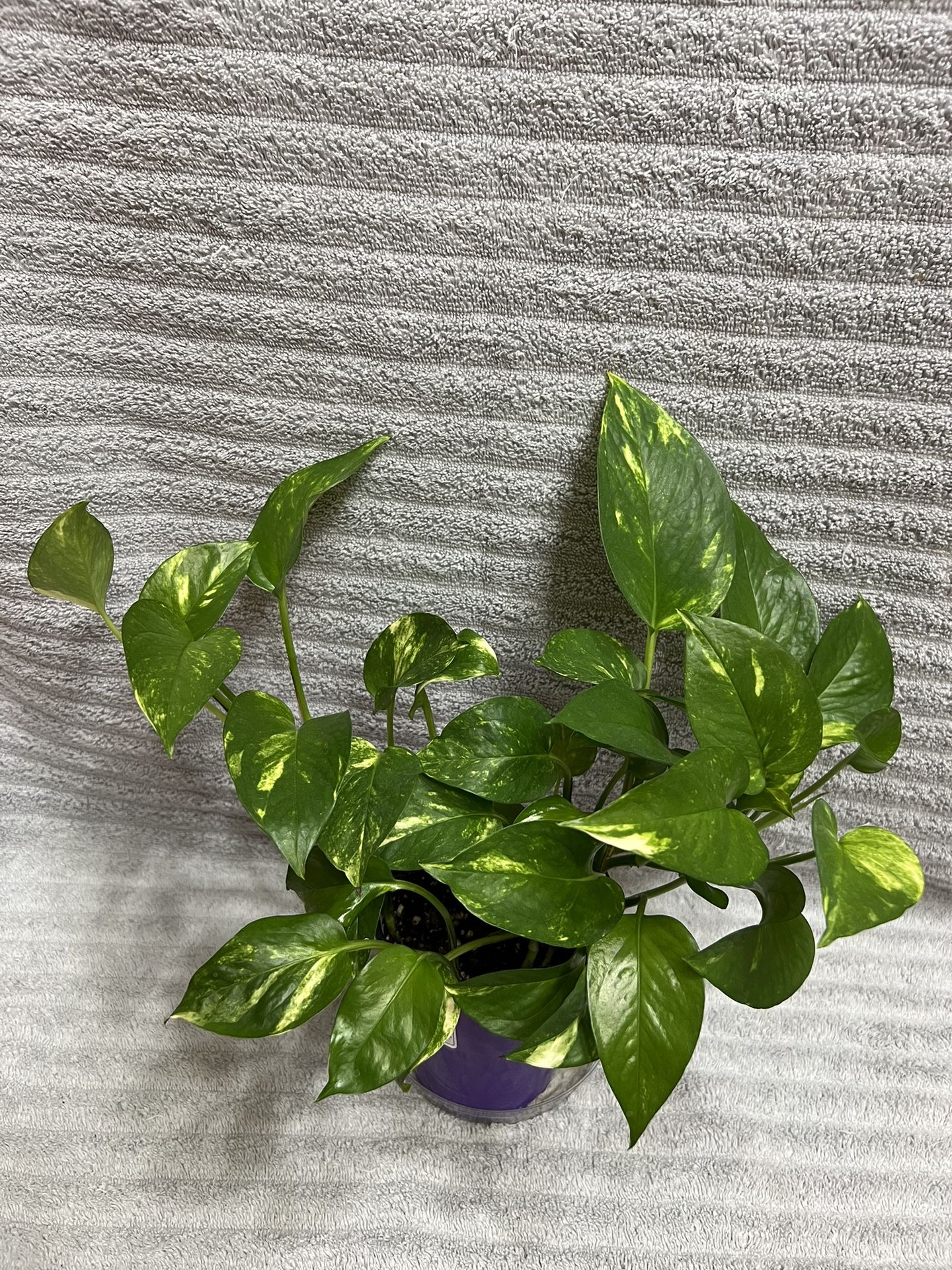 Indoor Live Plant