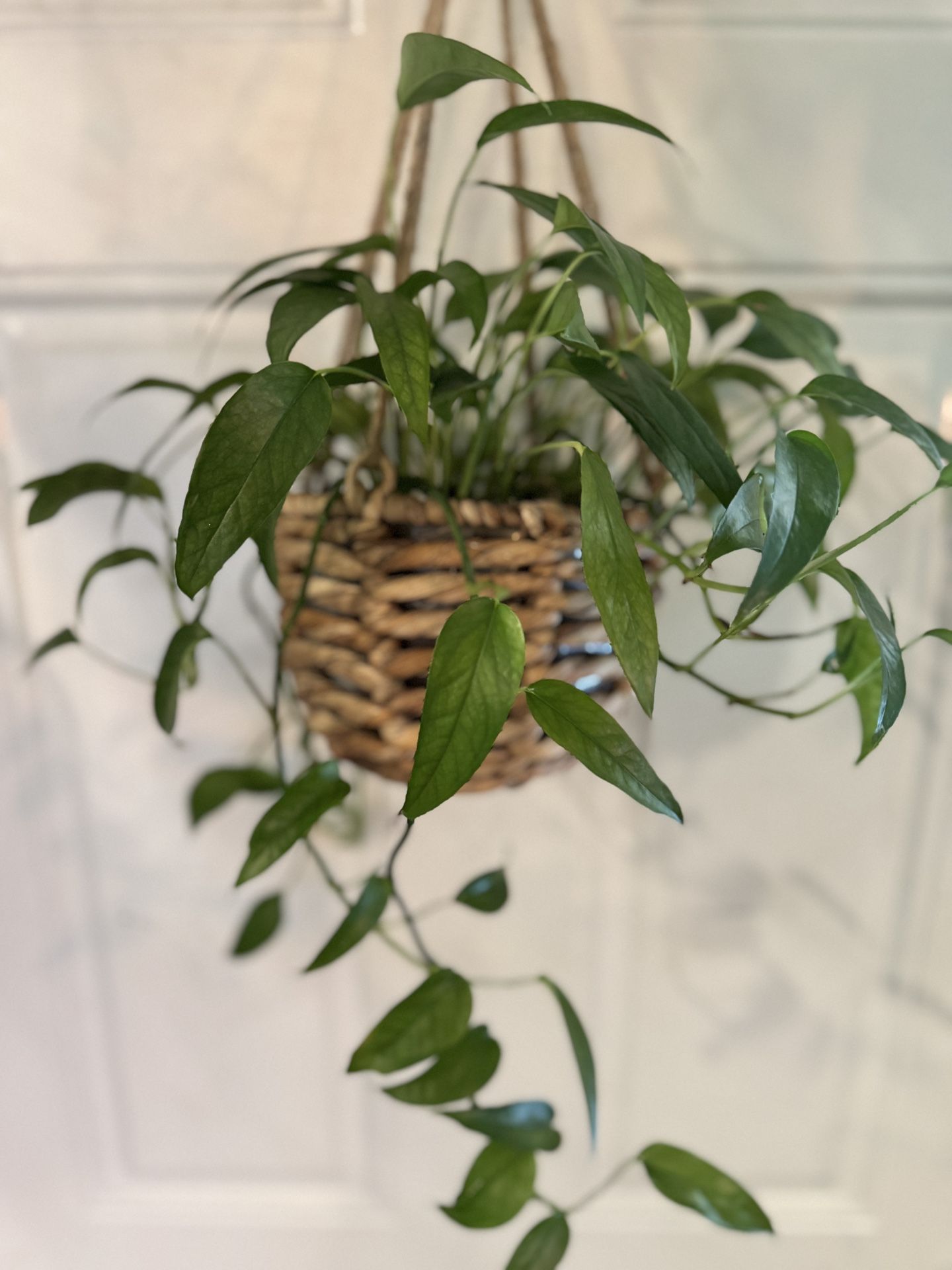 Skeleton Key Pothos In Hanging Basket Indoor Houseplant Plant tropical