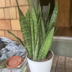 Large Snake Plant – Easy Care, Air Purifying