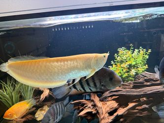 Fish tank decoration