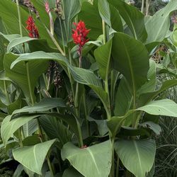 Canna Lily Bulbs $2/ea